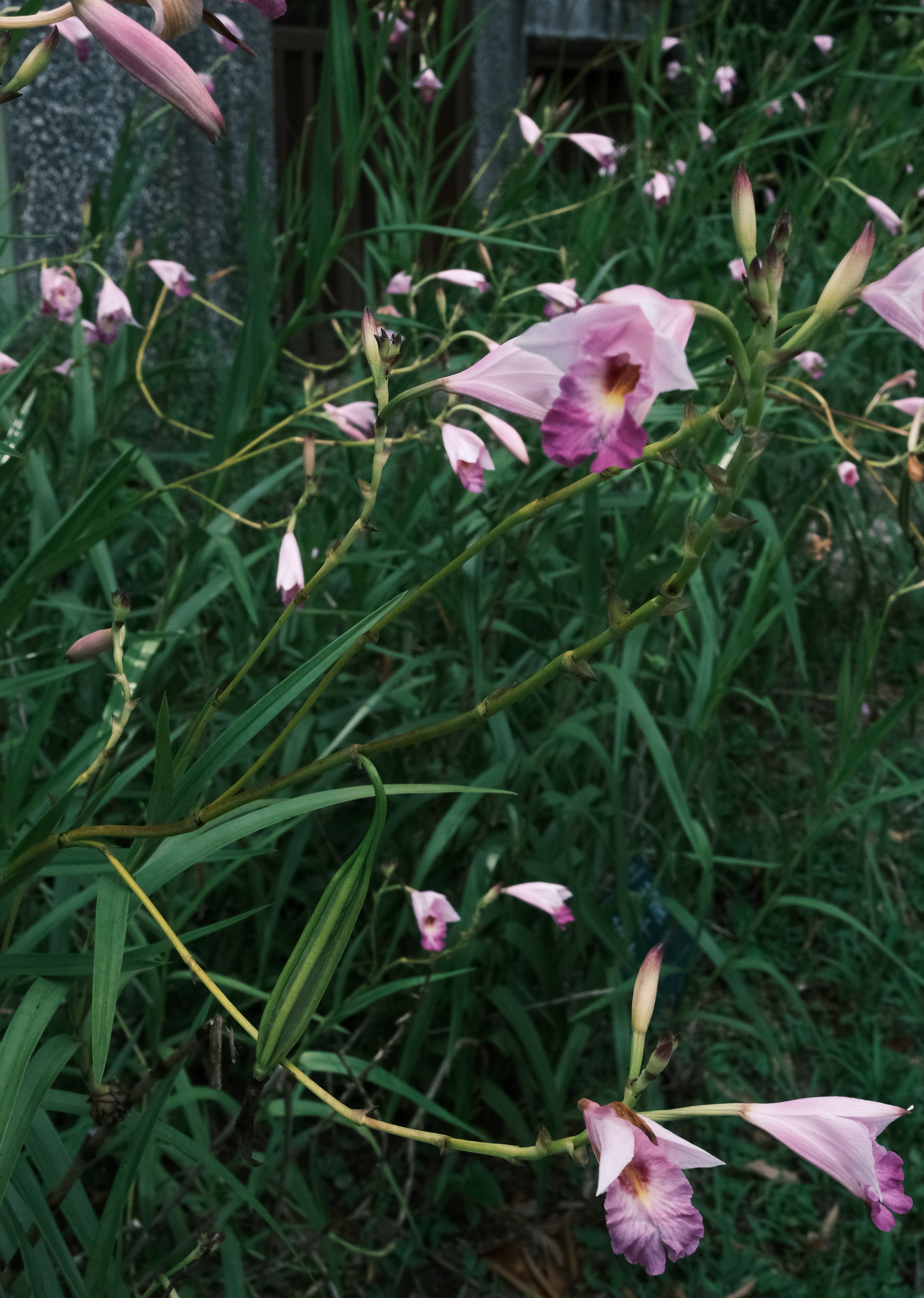 DSCF6352-2.jpg