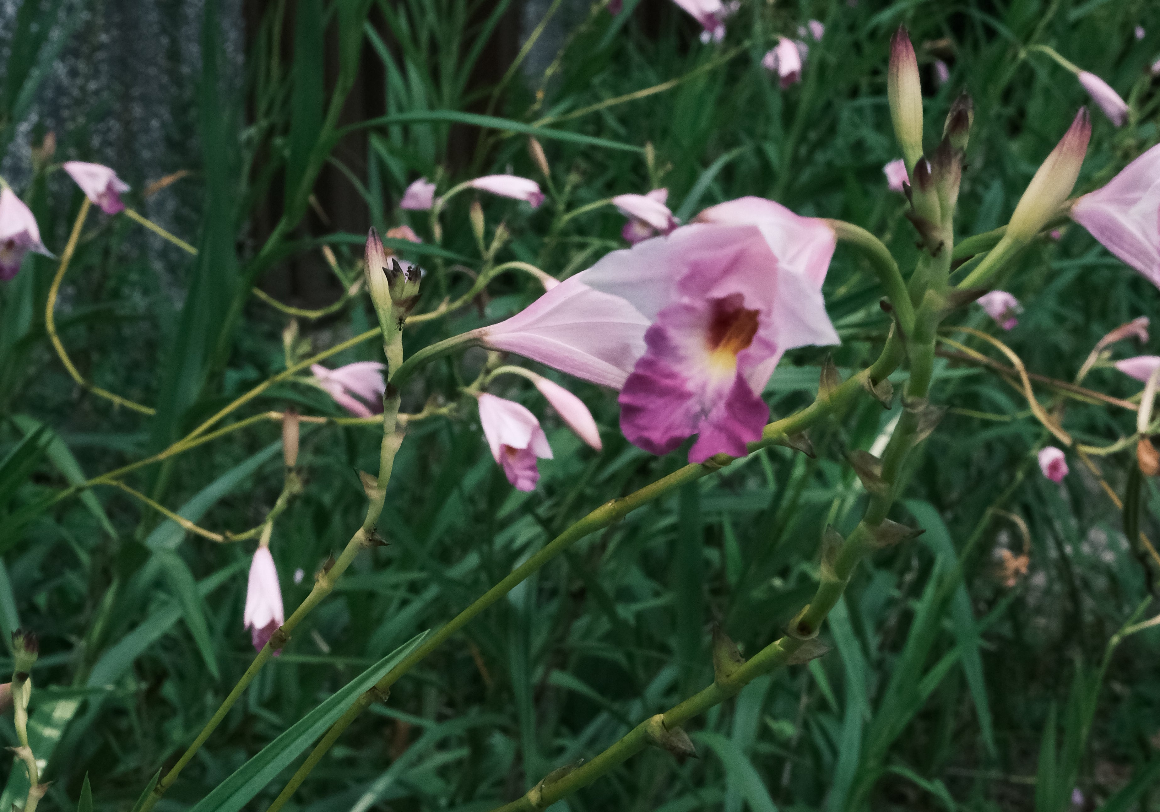 DSCF6352.jpg